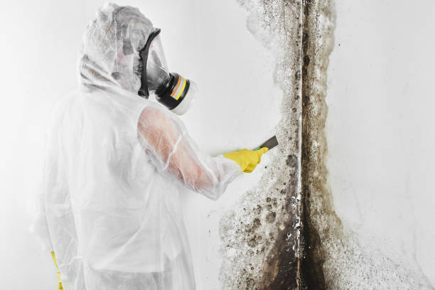 Best Industrial Mold Remediation in Citrus City, TX