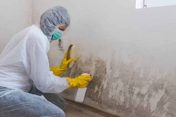 Best Commercial Mold Remediation in Citrus City, TX
