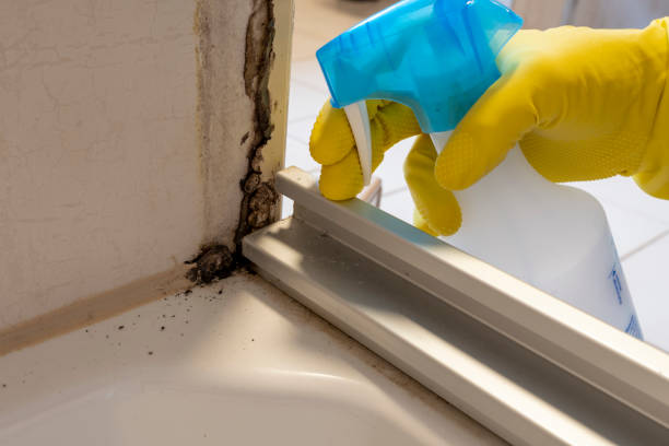 Best Mold Testing and Inspection Services in Citrus City, TX