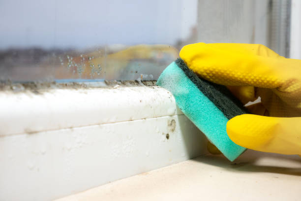 Best Insurance-Related Mold Remediation in Citrus City, TX