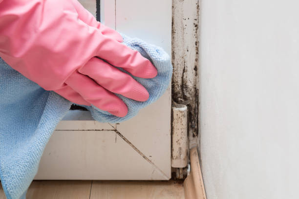 Best Bathroom Mold Remediation in Citrus City, TX